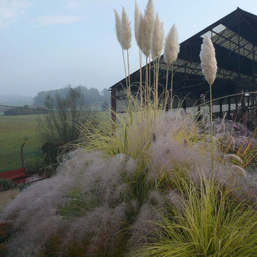 Cortaderia selloana Splendid Star - Pampasgras (Groeiplaats)