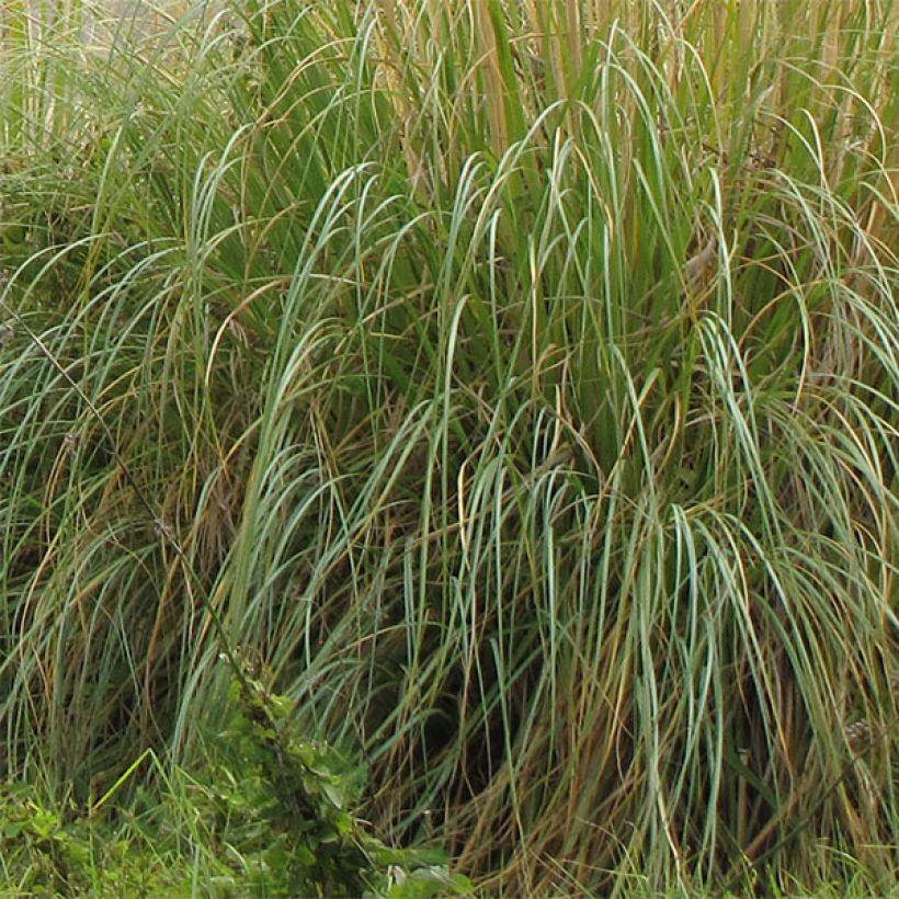 Cortaderia selloana Sunningdale Silver - Pampasgras (Blad)