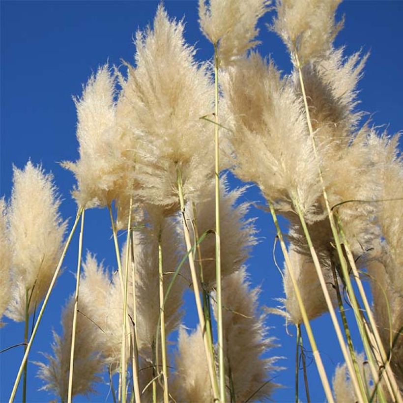 Cortaderia selloana Sunningdale Silver - Pampasgras (Bloei)