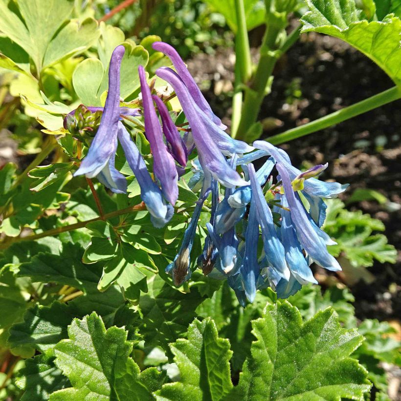 Corydalis elata - Helmbloem (Bloei)