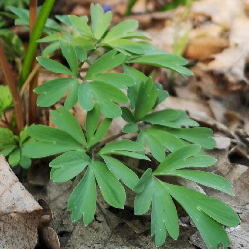 Corydalis sp. from Sichuan - Helmbloem (Blad)