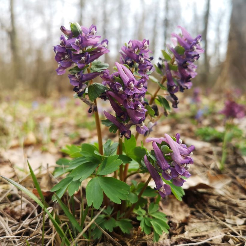 Corydalis sp. from Sichuan - Helmbloem (Groeiplaats)