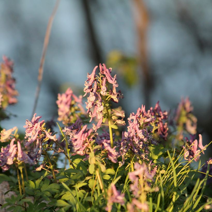 Corydalis solida Beth Evans - Vingerhelmbloem (Groeiplaats)