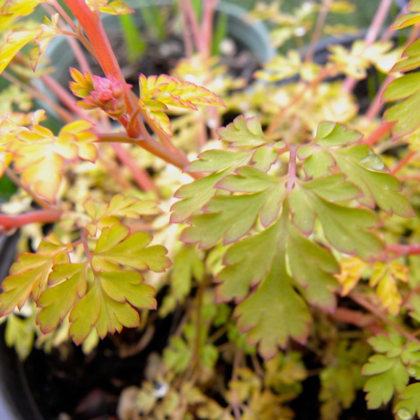 Corydalis Berry Exciting (Blad)
