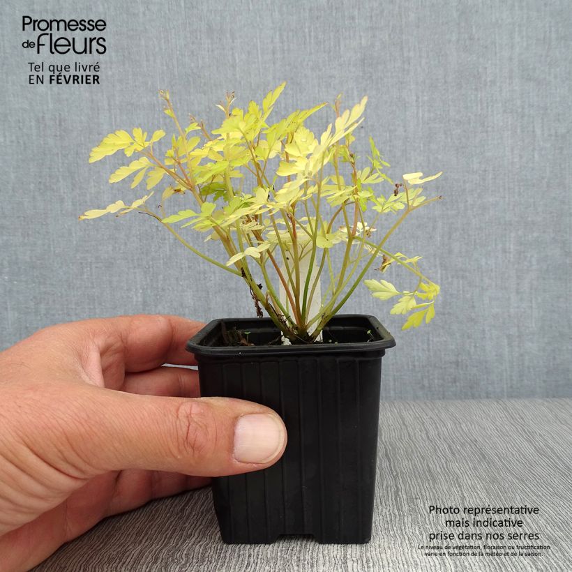 Exemplaar van Corydalis Berry Exciting Kweekpotje van 8/9 cm zoals geleverd in de herfst
