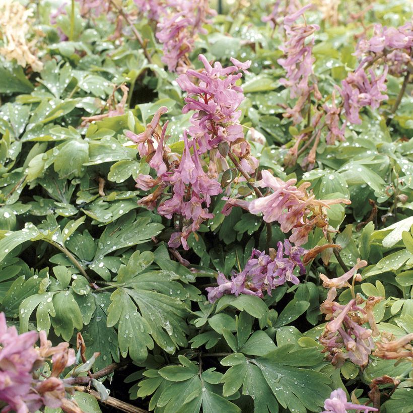 Corydalis solida subsp. solida - Vingerhelmbloem (Blad)