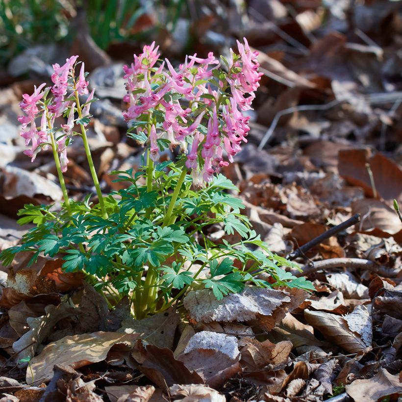 Corydalis solida subsp. solida - Vingerhelmbloem (Groeiplaats)
