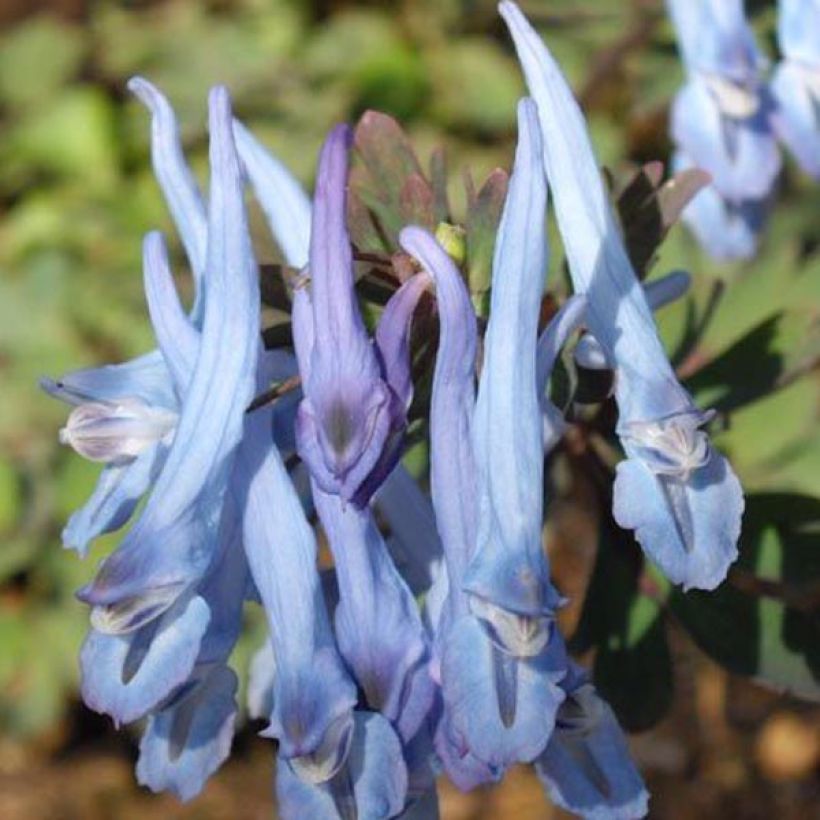 Corydalis flexuosa China Blue - Helmbloem (Bloei)