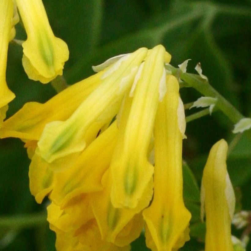 Corydalis lutea - Gele helmbloem (Bloei)