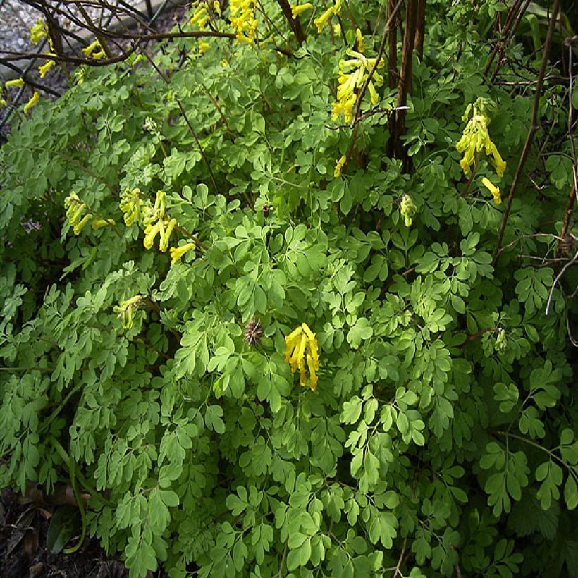 Corydalis lutea - Gele helmbloem (Groeiplaats)