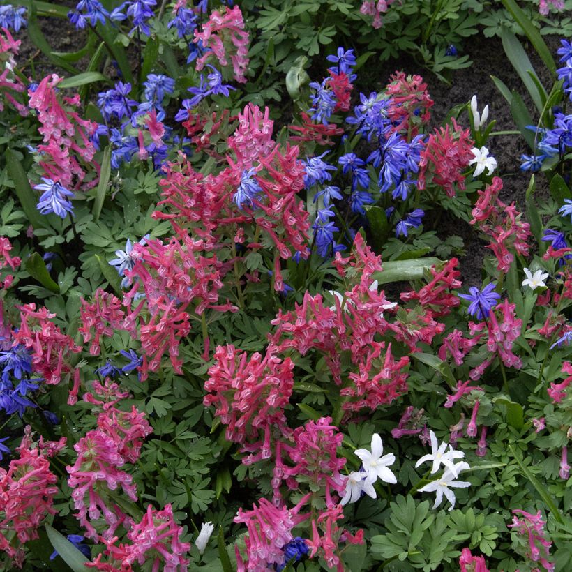 Corydalis solida GP Baker - Vingerhelmbloem (Groeiplaats)
