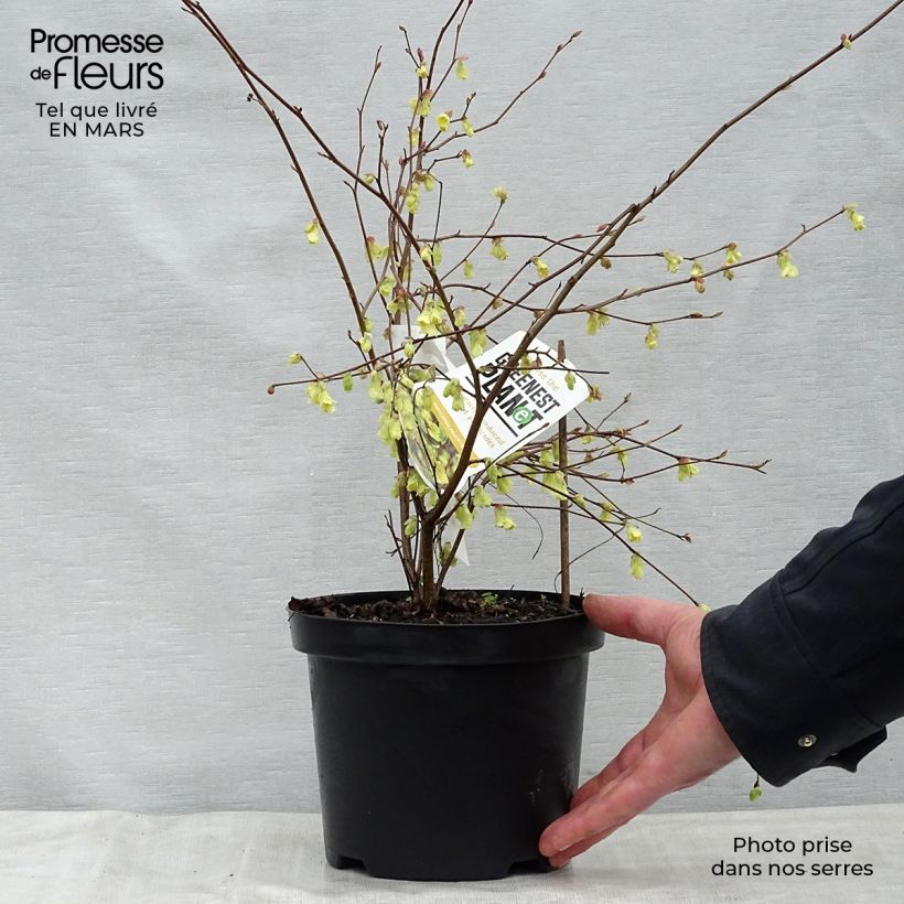 Example of Corylopsis pauciflora - Schijnhazelaar Pot van 2 l/3 l as you get in printemps