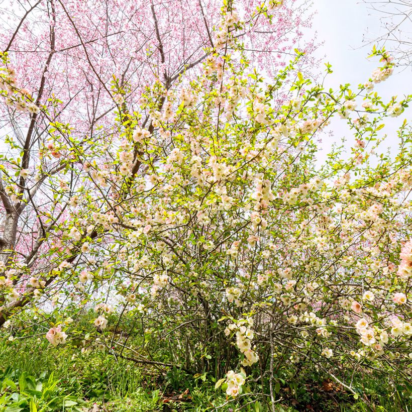 Corylopsis pauciflora - Schijnhazelaar (Groeiplaats)