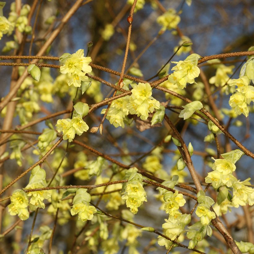 Corylopsis sinensis sinensis - Schijnhazelaar (Bloei)