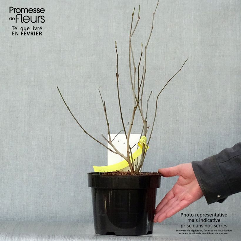 Exemplaar van Corylopsis spicata - Toortsslingeraar Pot van 2 l/3 l zoals geleverd in de winter
