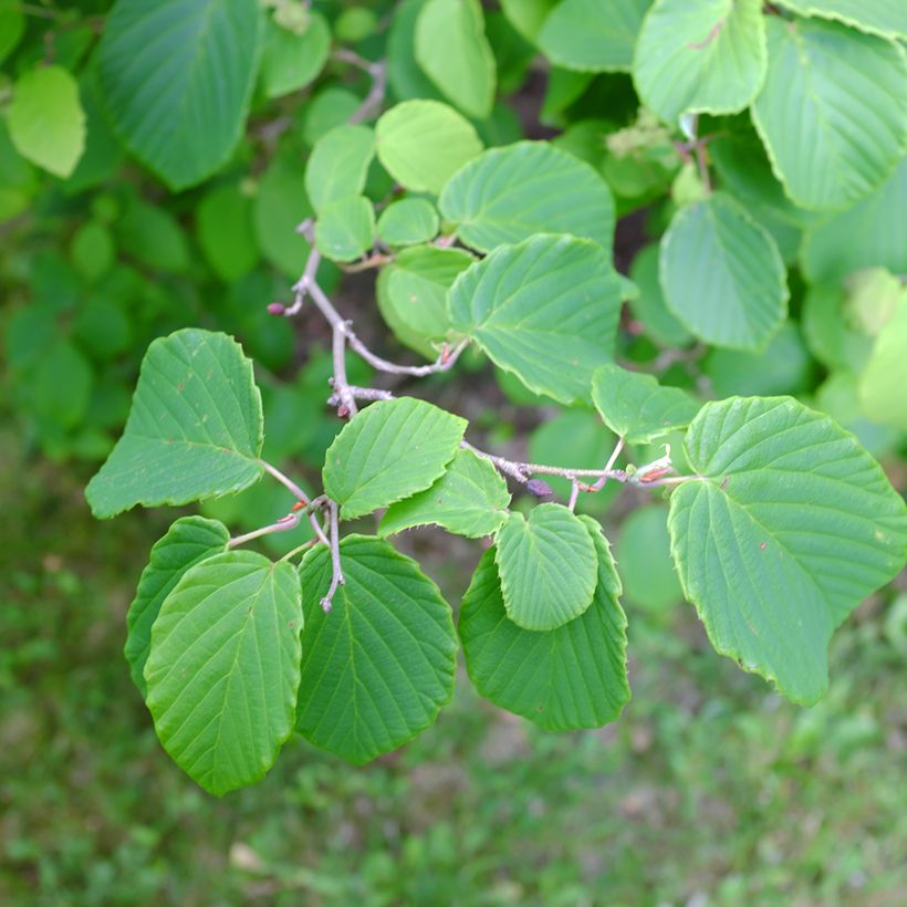 Corylopsis spicata - Toortsslingeraar (Blad)