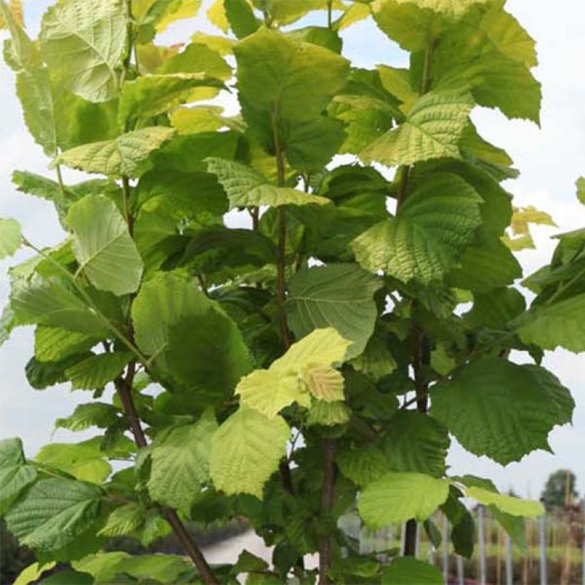 Corylus avellana Aurea - Hazelaar (Foliage)