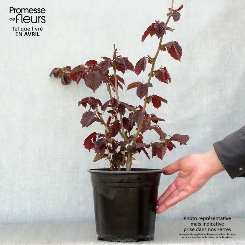 Example of Corylus avellana Rode Zellernoot - Hazel Pot van 3 l/4 l, Struik as you get in printemps