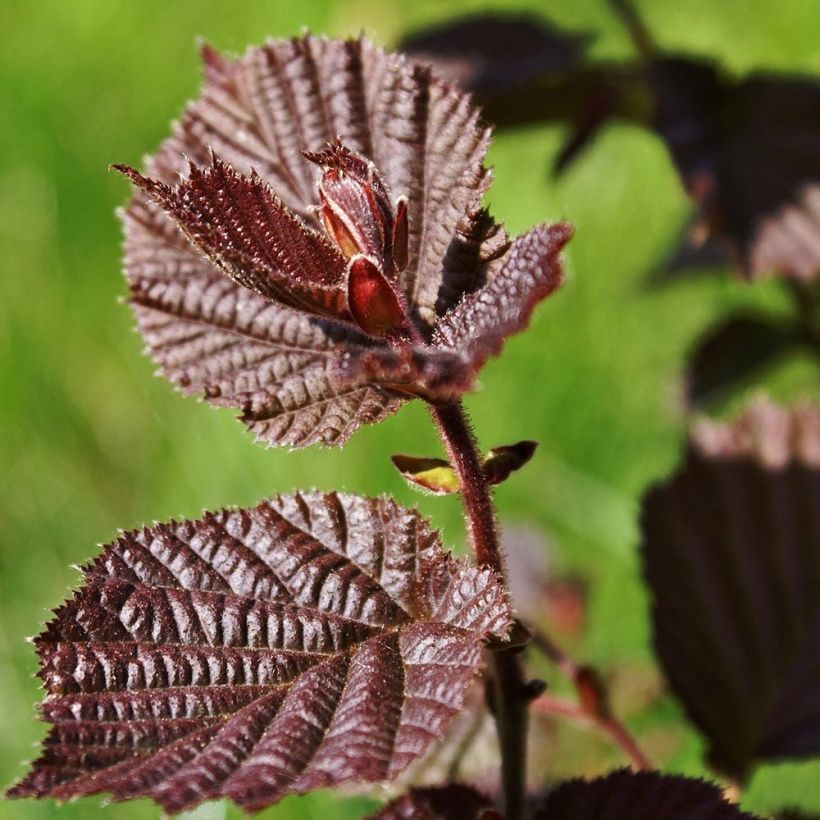 Corylus maxima Purpurea - Lambertsnoot (Blad)