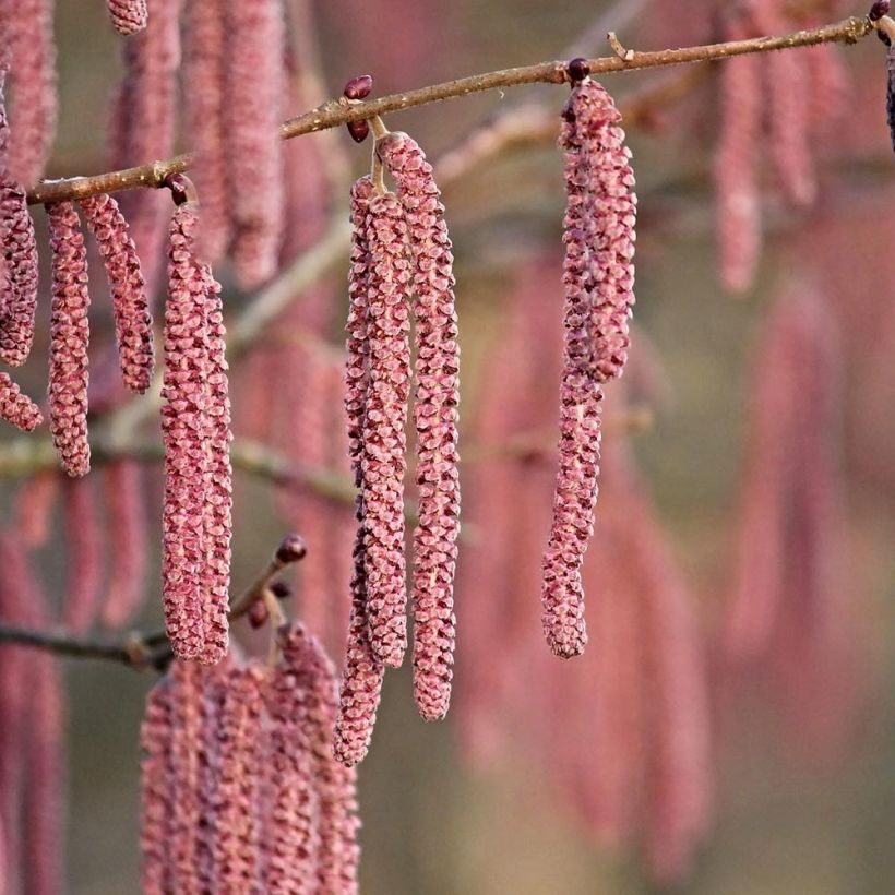Corylus maxima Purpurea - Lambertsnoot (Bloei)