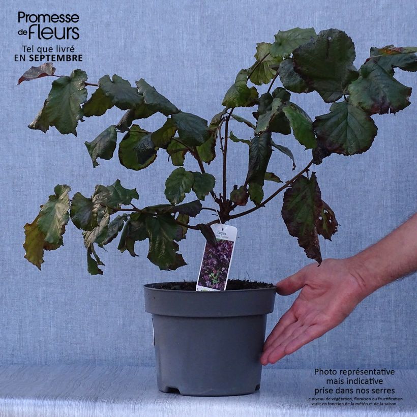 Exemplaar van Corylus maxima Purpurea - Lambertsnoot Pot van 3 l/4 l zoals geleverd in de herfst