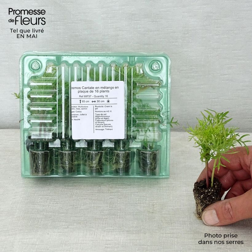 Example of Cosmea Cantate in mengsel - Cosmos Kluitplant: kluit 3,8 cm x 3,2 cm in een tray voor 16 planten as you get in printemps