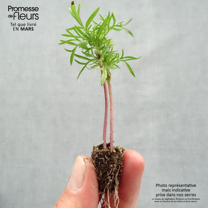 Example of Cosmea Cantate in mengsel - Cosmos Minimotte: kluitje van 2,2 cm x 2 cm in kweekplaat per 35 stuks as you get in printemps