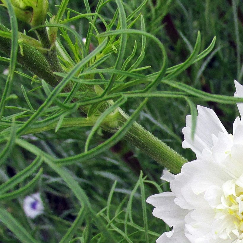 Cosmea Double Click Snow Puff (zaad) - Cosmos bipinnatus (Blad)