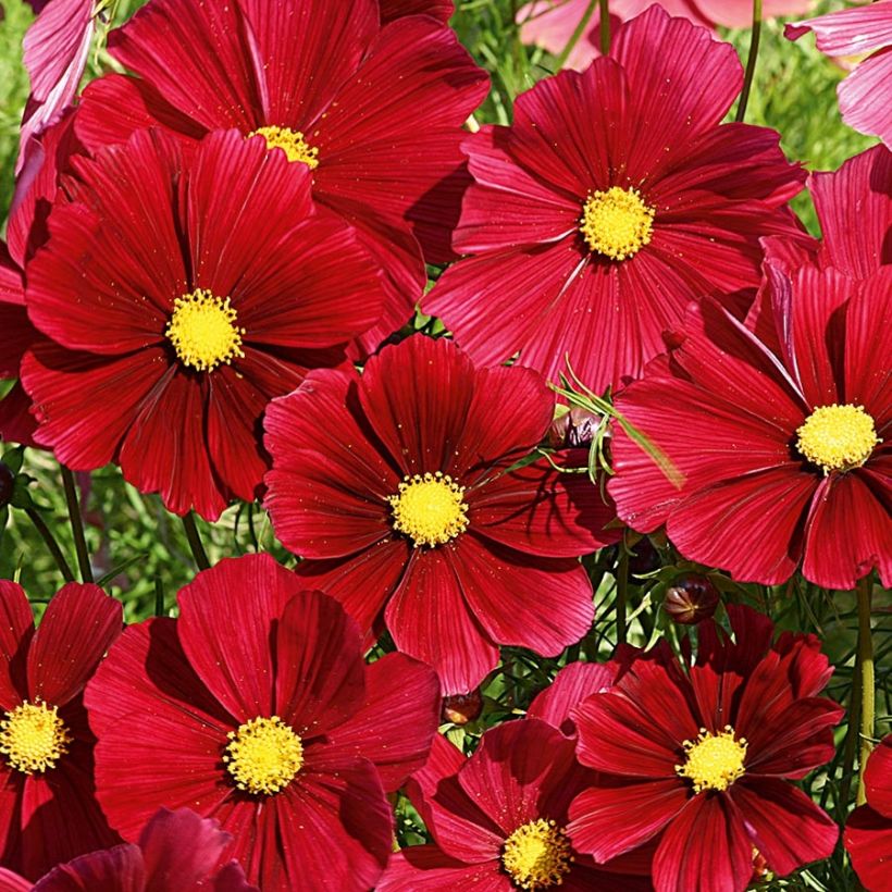 Cosmea Rubenza rood karmijn (plugplanten) - Cosmos (Bloei)