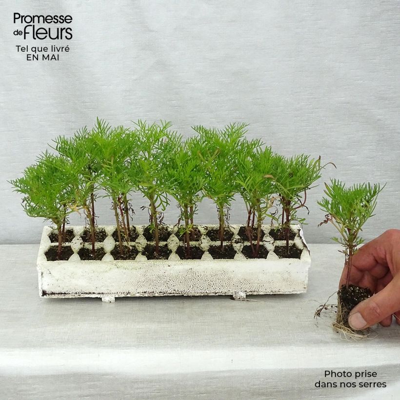 Exemplaar van Cosmea Rubenza rood karmijn (plugplanten) - Cosmos Kluitplant: kluit 3,8 cm x 3,2 cm in een tray voor 16 planten zoals geleverd in de lente