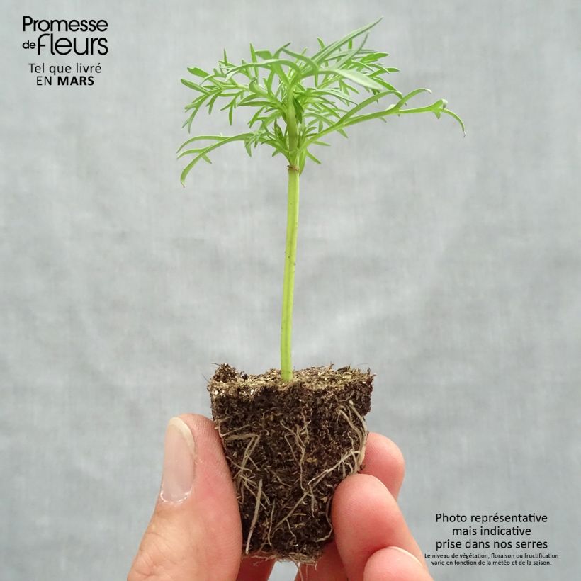 Exemplaar van Cosmea Sonata Wit - Cosmos bipinnatus Kluitplant: kluit 3,8 cm x 3,2 cm in een tray voor 16 planten zoals geleverd in de lente