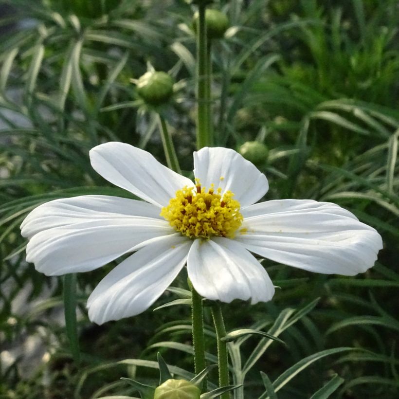 Cosmea Sonata Wit - Cosmos bipinnatus (Bloei)