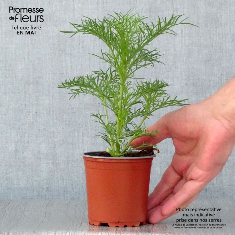 Exemplaar van Cosmea Sonata Wit - Cosmos bipinnatus Pot van 10 cm/11 cm zoals geleverd in de lente