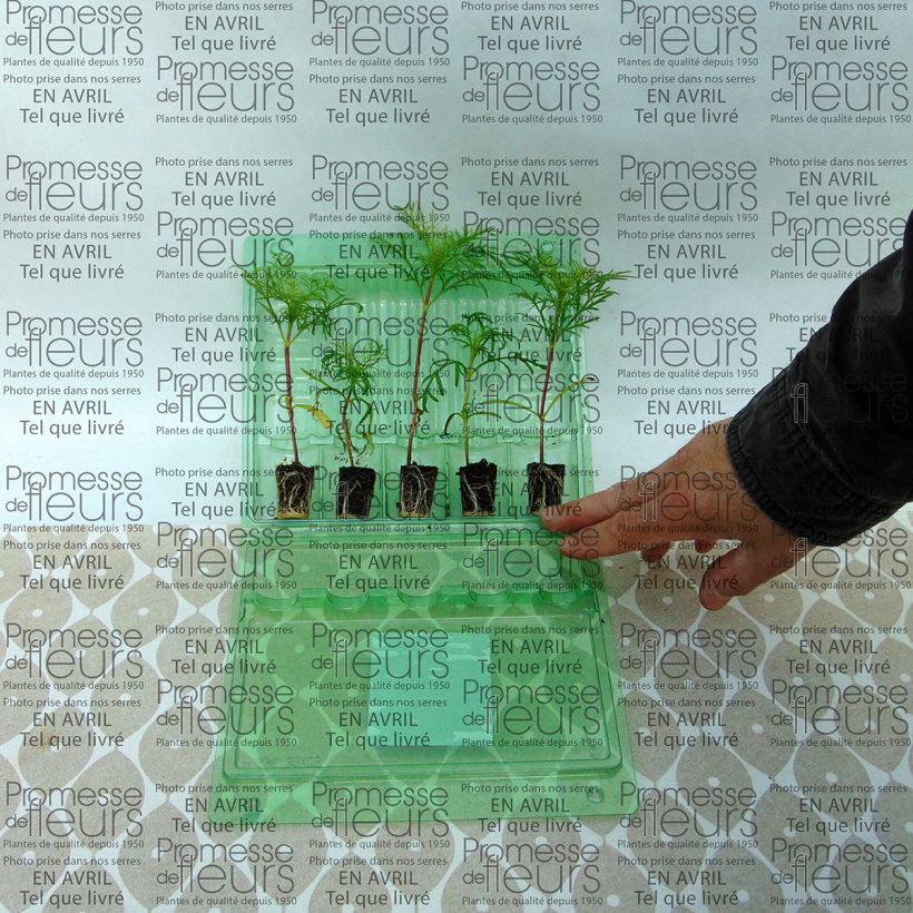 Voorbeeld van een exemplaar van Cosmea Sonata Carmin - Cosmos bipinnatus Mini-mot Ø 3/4 cm zoals geleverd