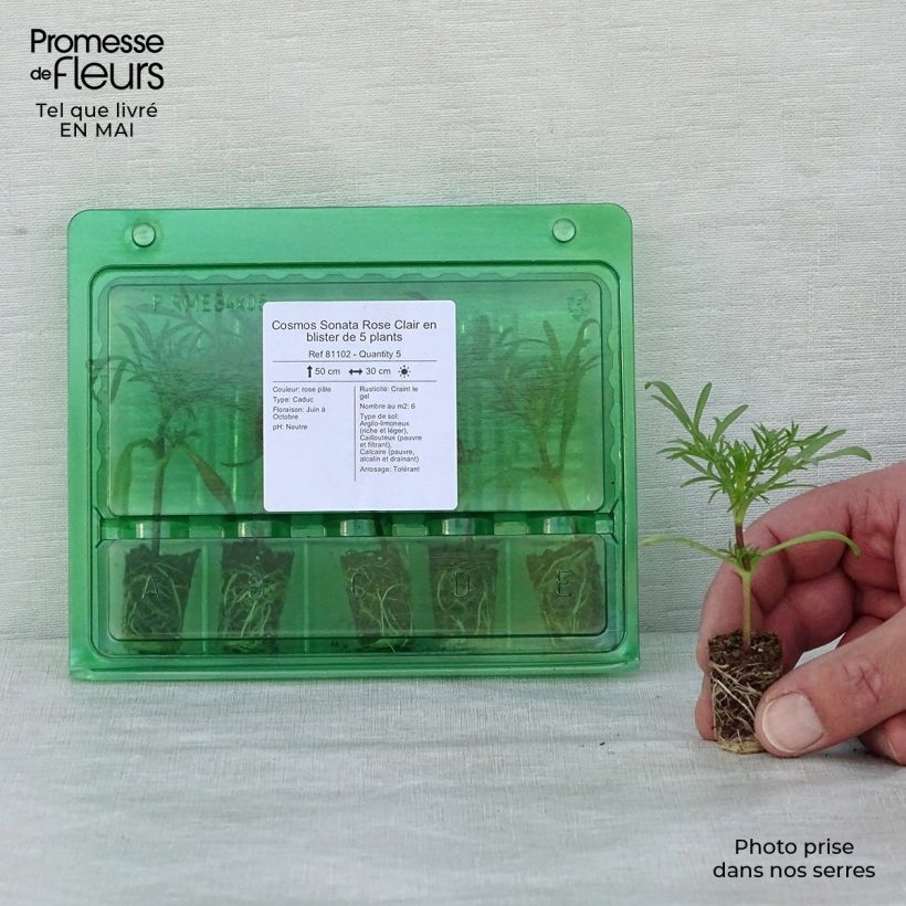 Exemplaar van Cosmea Sonata Roze Clair - Cosmos bipinnatus Mini-mot Ø 1,5/2,5 cm zoals geleverd in de lente