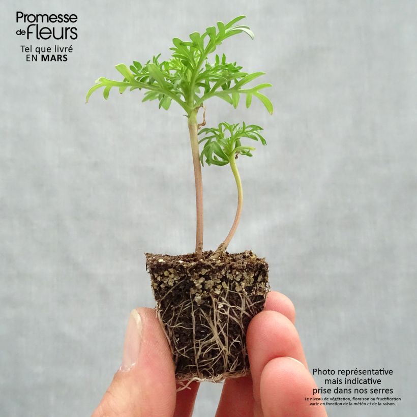 Exemplaar van Cosmea Sonata Roze Clair - Cosmos bipinnatus Kluitplant: kluit 3,8 cm x 3,2 cm in een tray voor 16 planten zoals geleverd in de lente