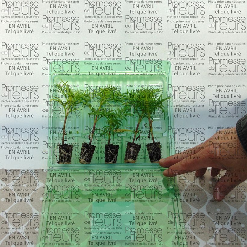 Voorbeeld van een exemplaar van Cosmea Sonata Roze - Cosmos bipinnatus Mini-mot Ø 3/4 cm zoals geleverd