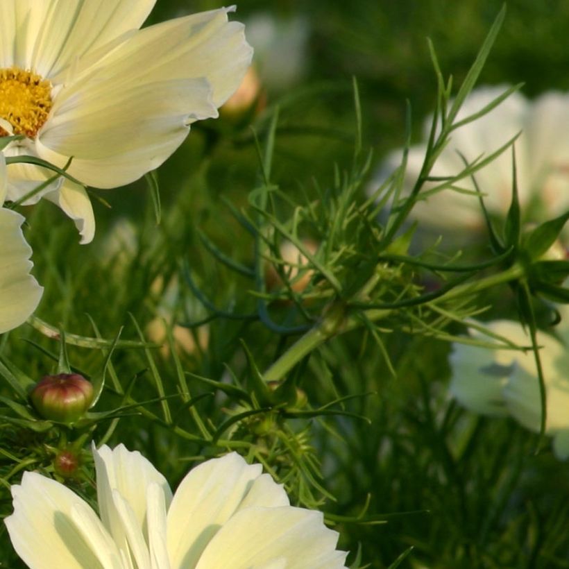 Cosmea Xanthos Geel (plugplanten) - Cosmos bipinnatus (Blad)