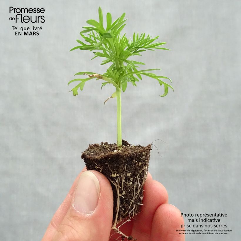 Exemplaar van Cosmea Xanthos Geel (plugplanten) - Cosmos bipinnatus Kluitplant: kluit 3,8 cm x 3,2 cm in een tray voor 16 planten zoals geleverd in de lente