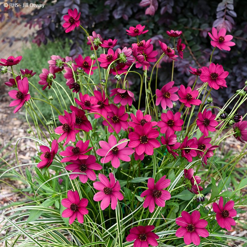 Cosmos atrosanguineus Cherry Chocolate - Chocolade cosmos (Groeiplaats)
