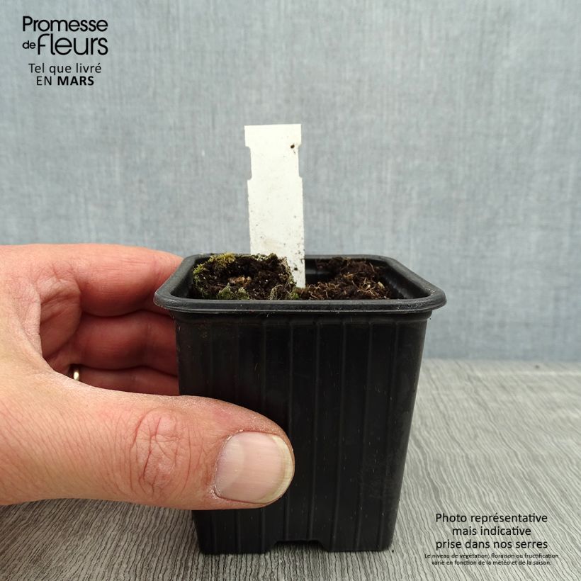 Exemplaar van Cosmos atrosanguineus Chocamocha - Chocolade cosmos Kweekpotje van 7/8 cm zoals geleverd in de lente