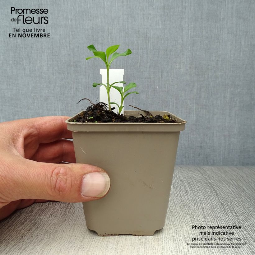Exemplaar van Cosmos atrosanguineus Eclipse - Chocolade cosmos Kweekpotje van 8/9 cm zoals geleverd in de herfst