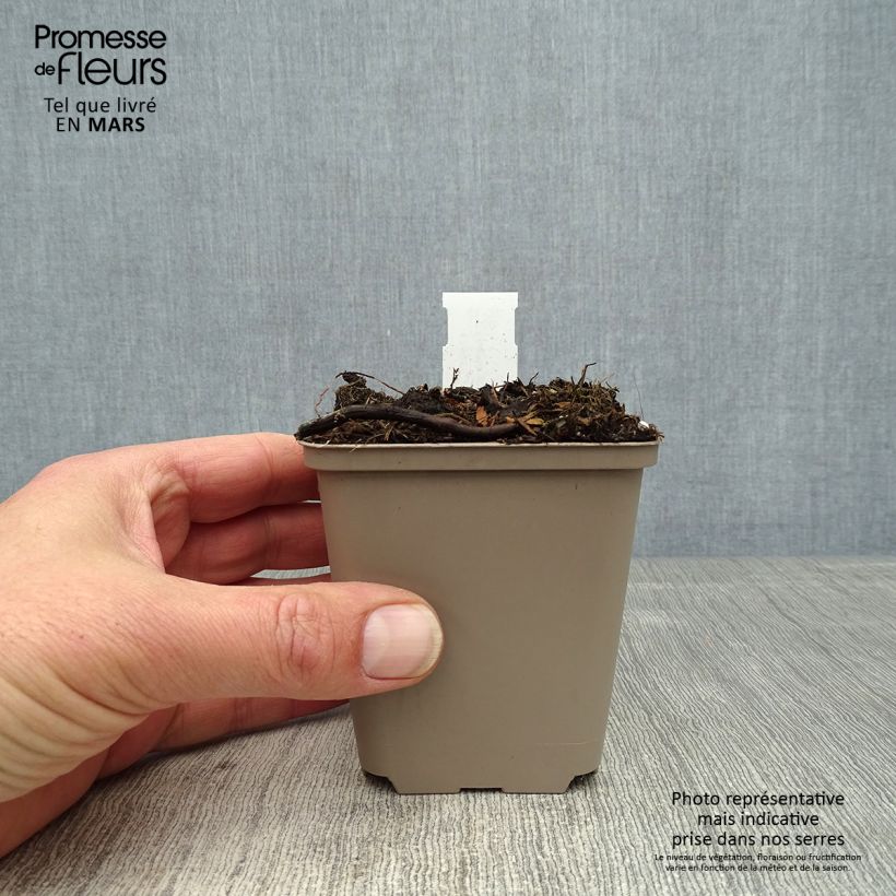 Example of Cosmos atrosanguineus Eclipse - Chocolade cosmos Kweekpotje van 8/9 cm as you get in printemps