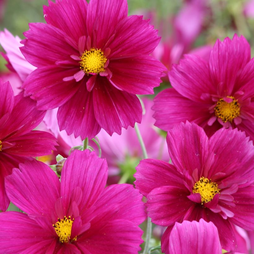 Cosmea Fandango (zaad) - Cosmos bipinnatus (Bloei)