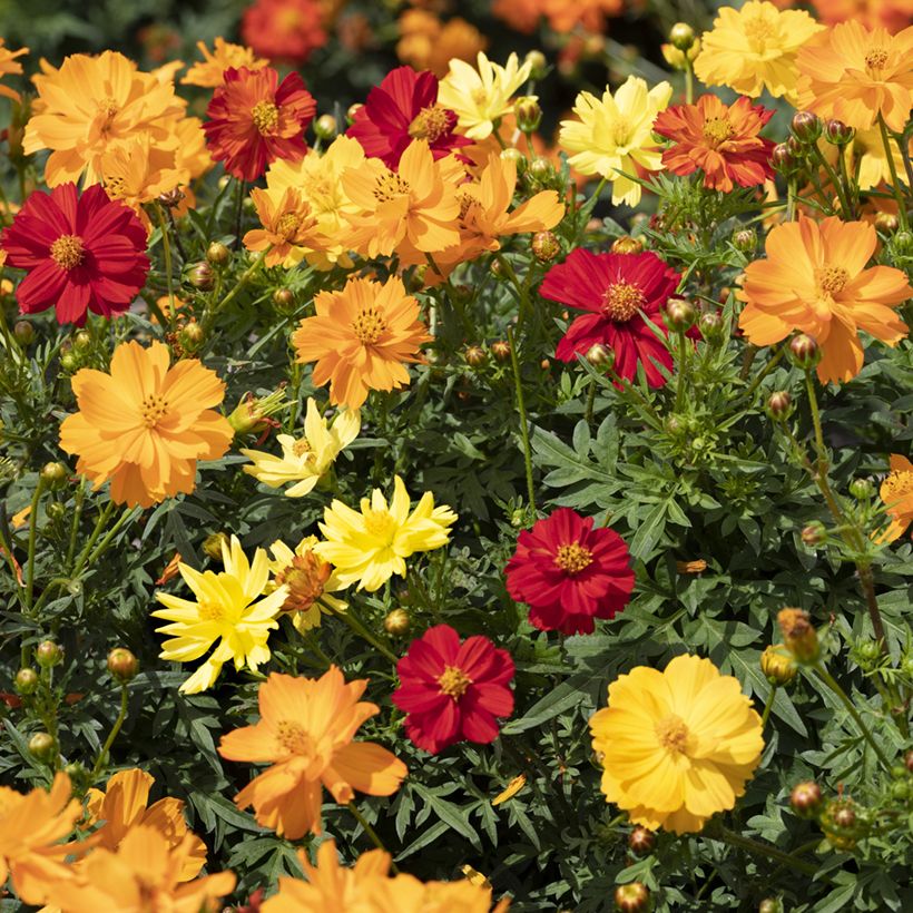 Cosmos sulphureus Brightness Mixed (zaad) - Oranje cosmea (Bloei)