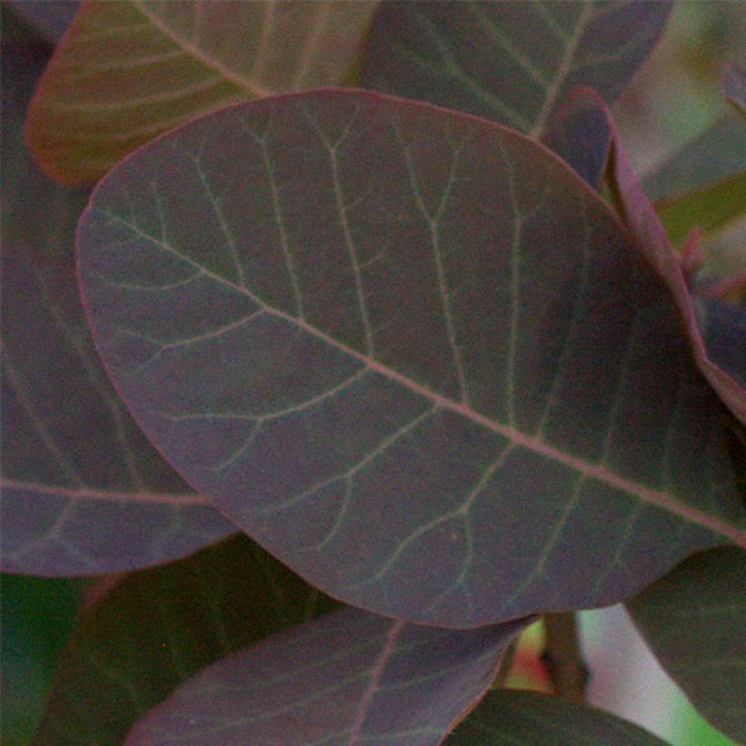 Cotinus Grace - Pruikenboom (Blad)