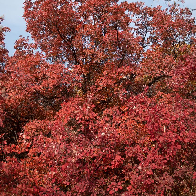 Cotinus Grace - Pruikenboom (Groeiplaats)