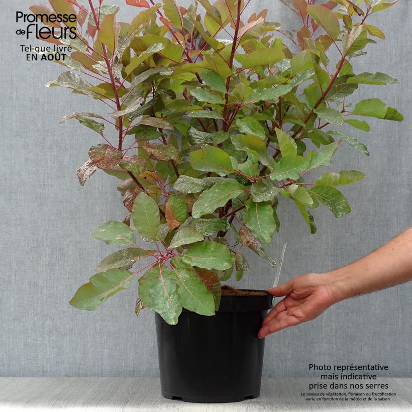Exemplaar van Cotinus Grace - Pruikenboom Pot van 7,5 l/10 l zoals geleverd in de zomer