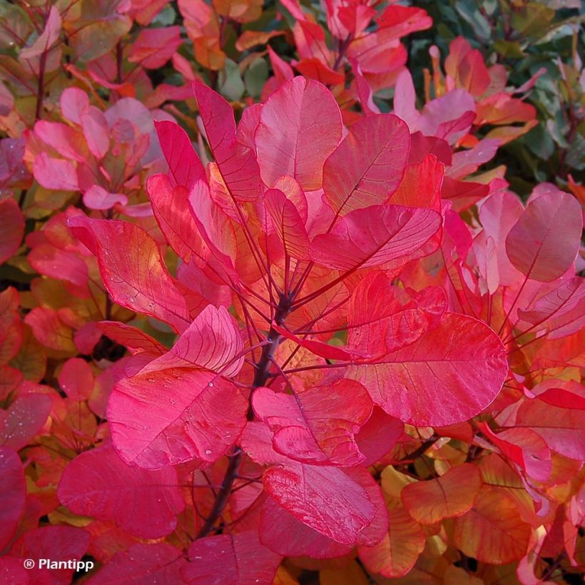 Cotinus coggygria Old Fashioned - Pruikenboom (Blad)