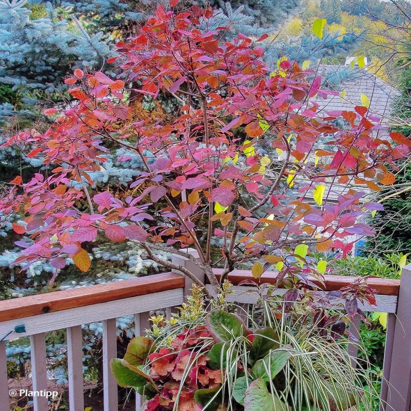 Cotinus coggygria Old Fashioned - Pruikenboom (Groeiplaats)